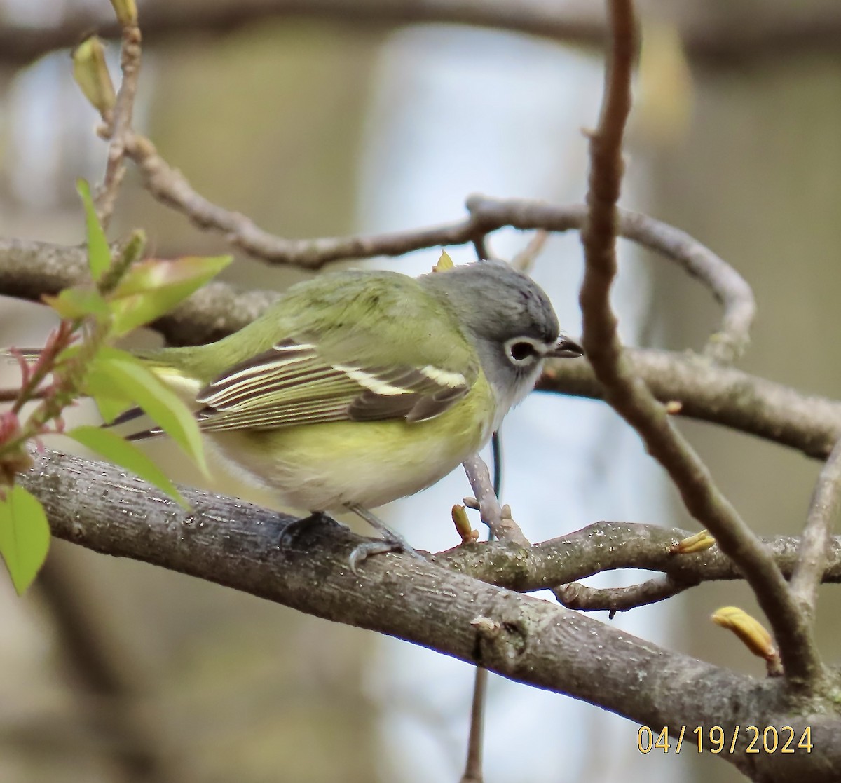 Mavi Başlı Vireo - ML617609164