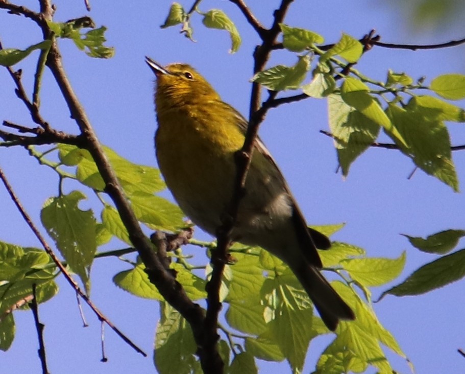 סבכון אורנים - ML617609176
