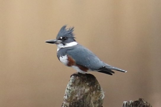 Belted Kingfisher - ML617609180