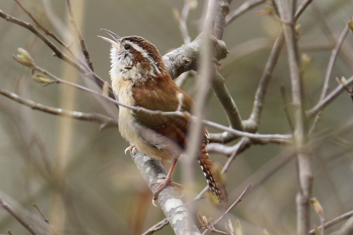 Carolina Wren - ML617609185