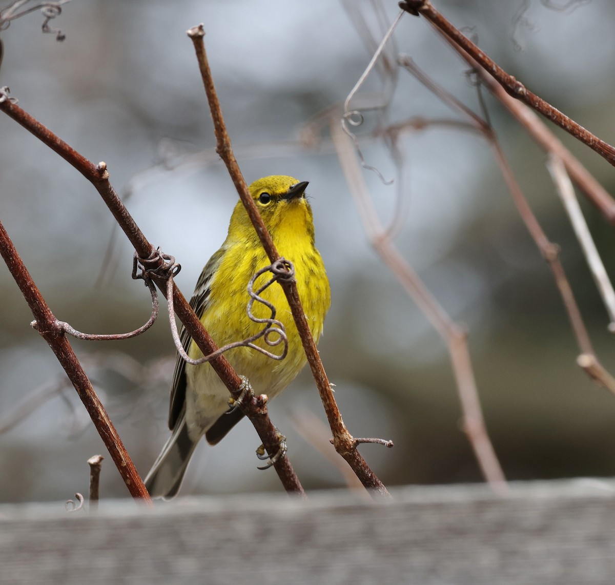 Pine Warbler - ML617609202