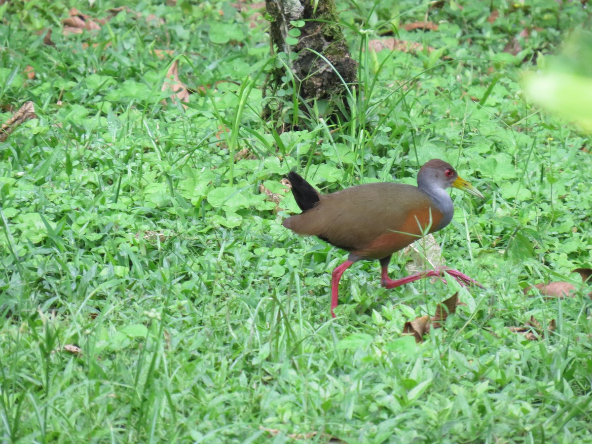 Gray-cowled Wood-Rail - ML617609203