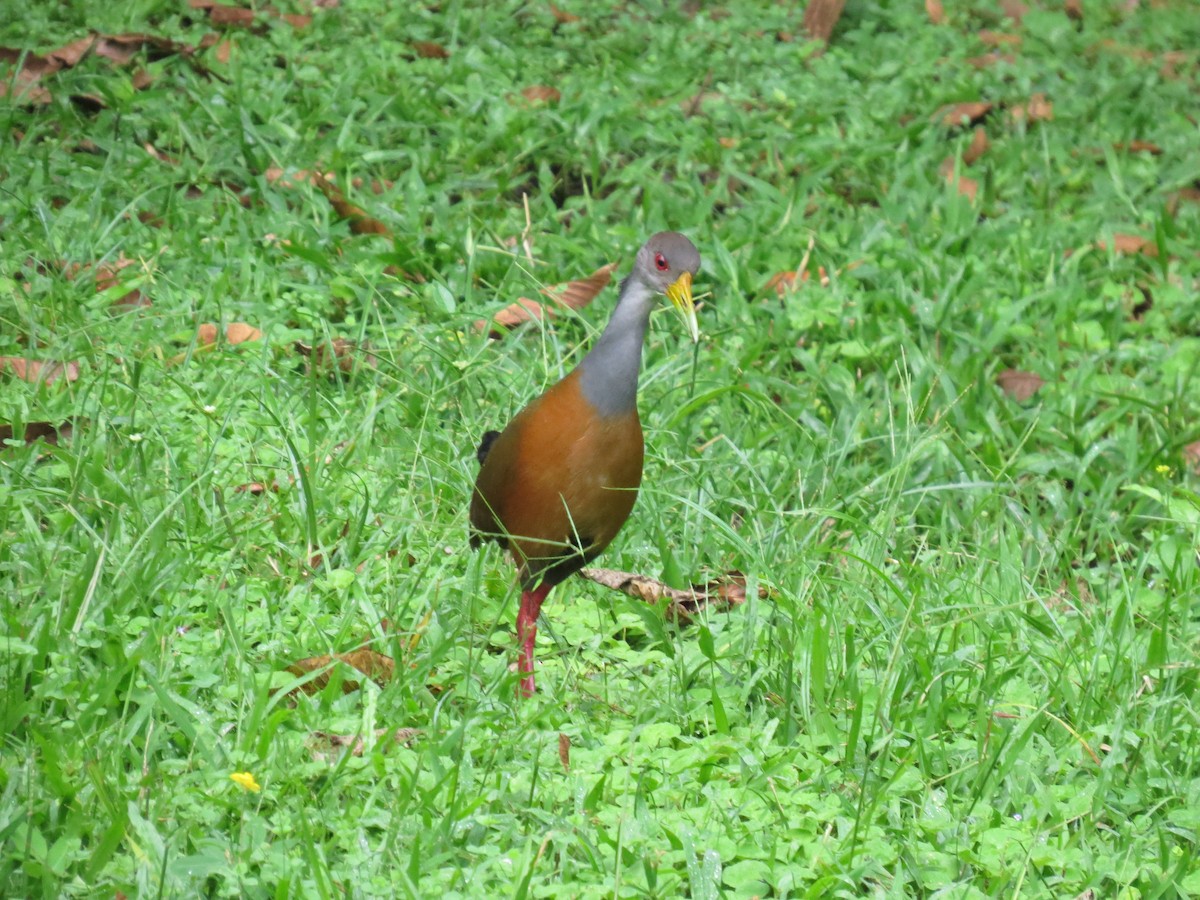 Gray-cowled Wood-Rail - ML617609204