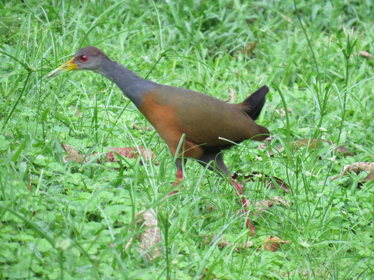 Gray-cowled Wood-Rail - ML617609205