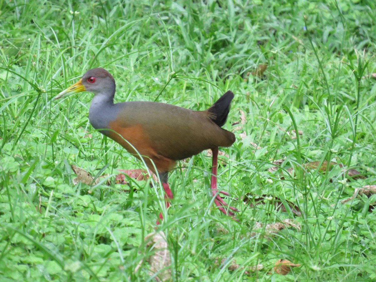 Gray-cowled Wood-Rail - ML617609206