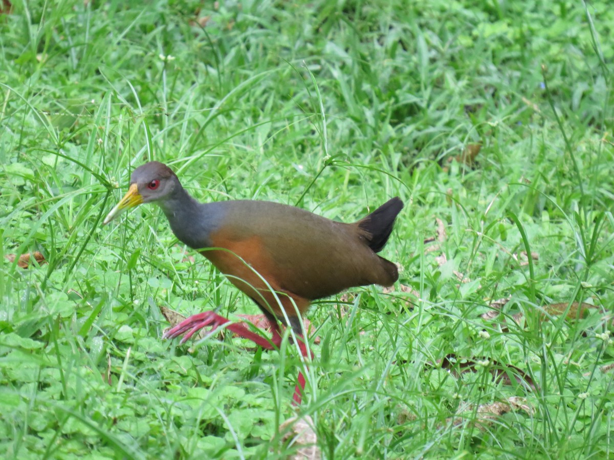 Gray-cowled Wood-Rail - ML617609207