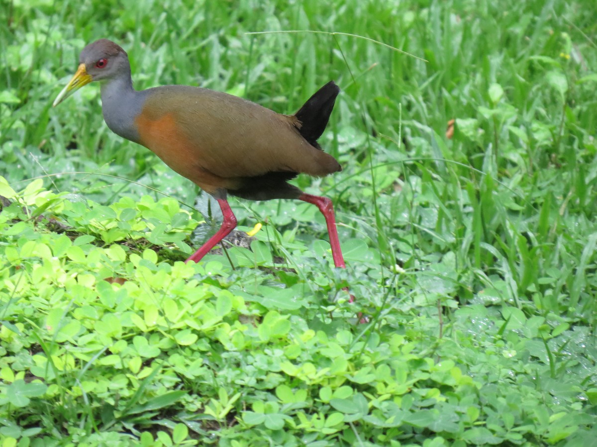 Gray-cowled Wood-Rail - ML617609214