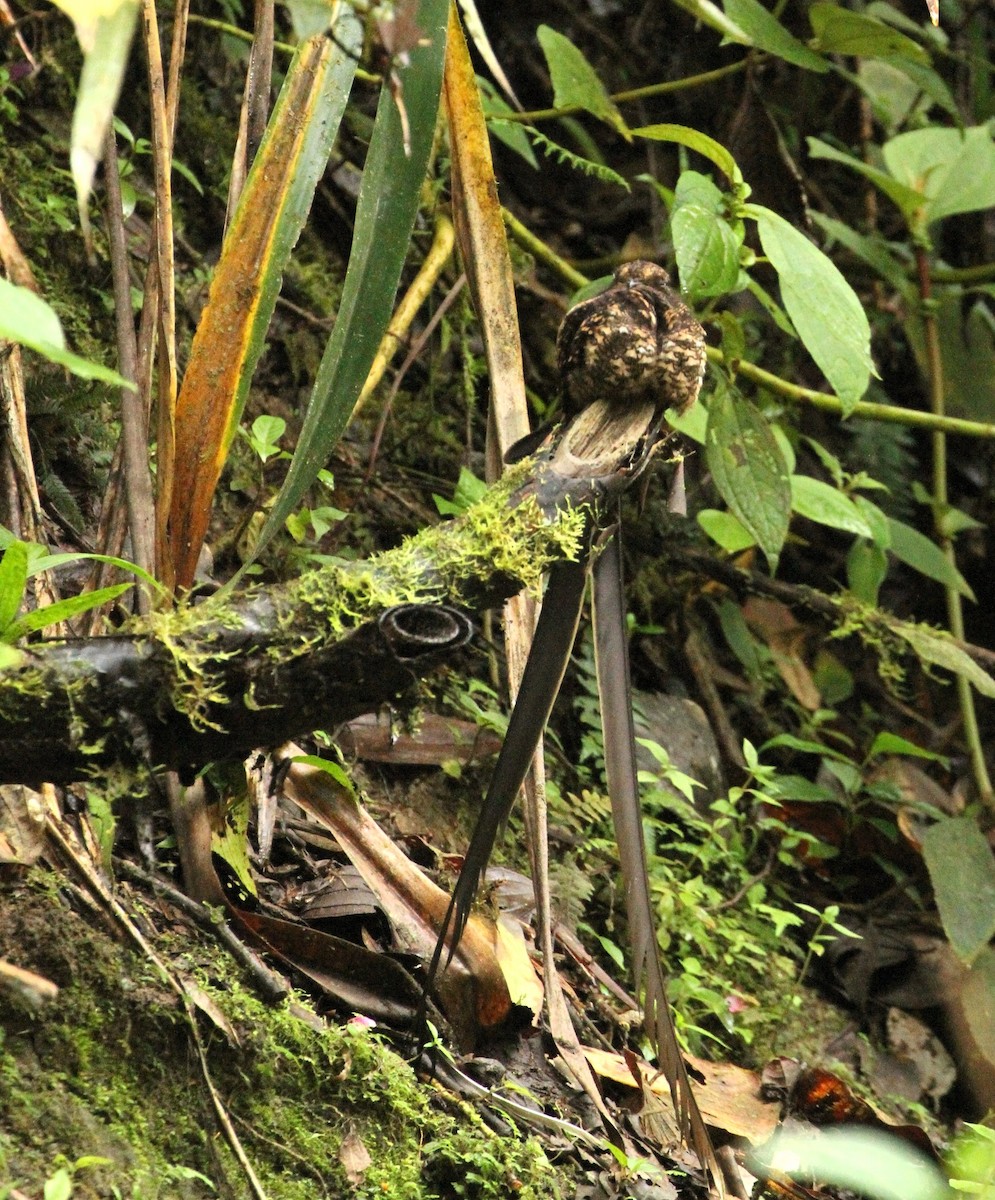 Lyre-tailed Nightjar - ML617609225