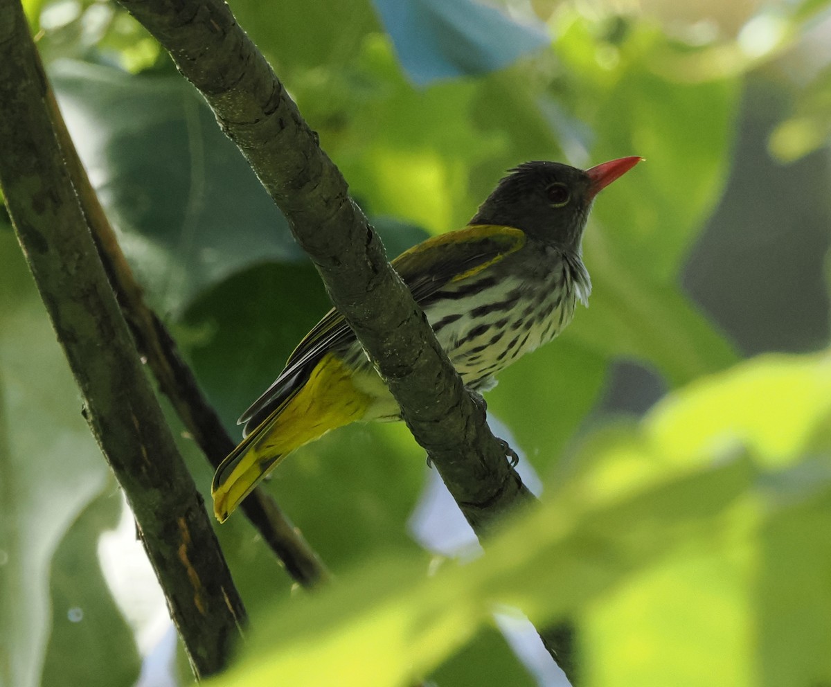 Dark-throated Oriole - ML617609289