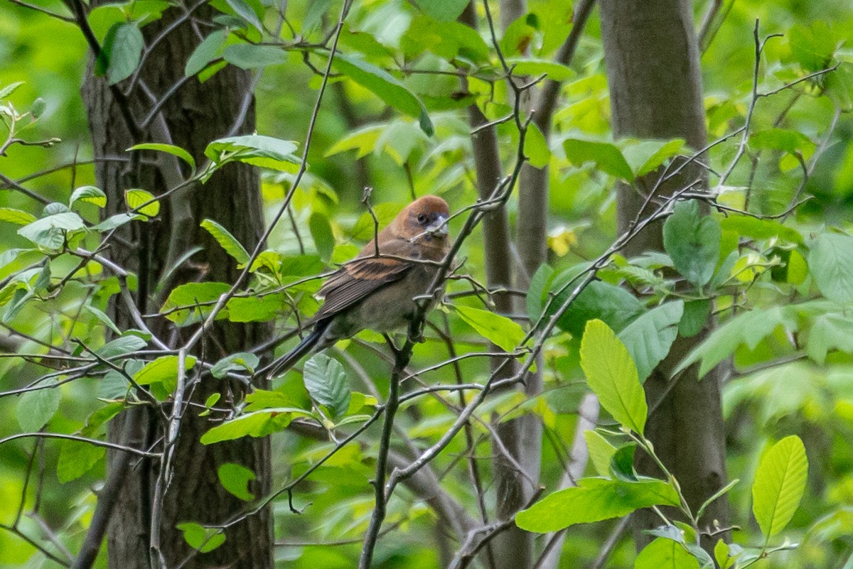 Blue Grosbeak - ML617609312