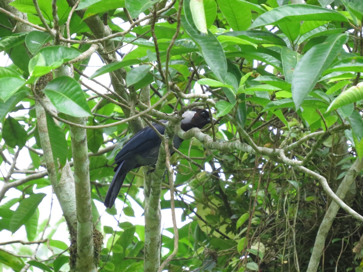 Violaceous Jay - ML617609314