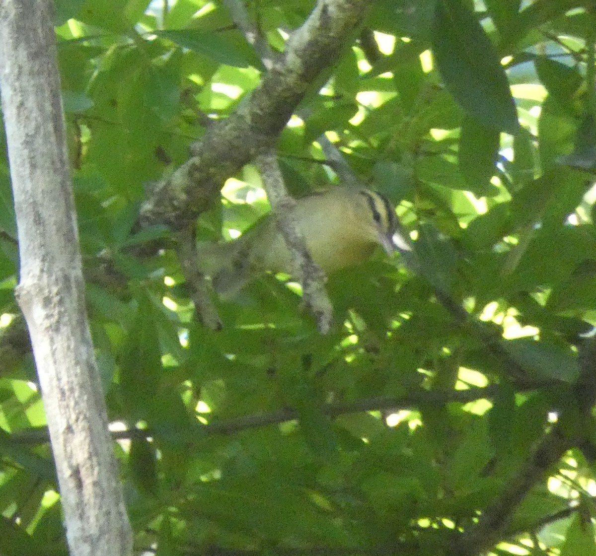 Worm-eating Warbler - Matt Peppe