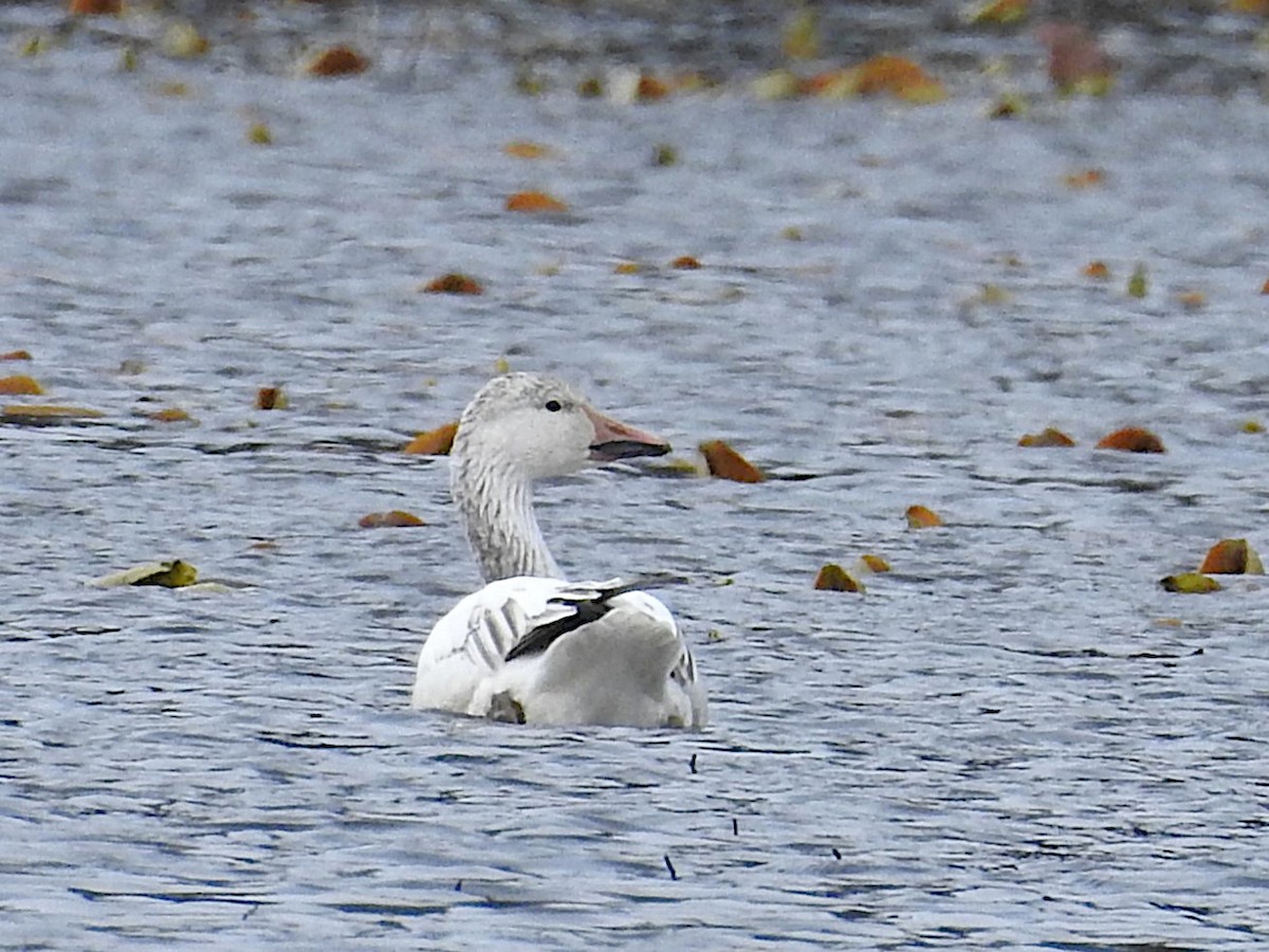 Snow Goose - ML617609357