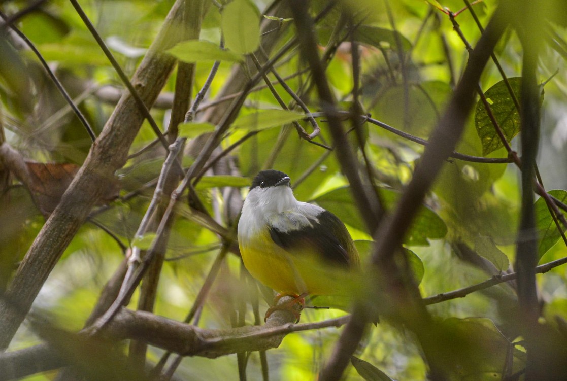 White-collared Manakin - Diamond Dougall