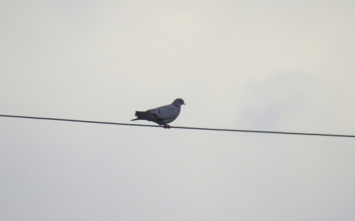 Stock Dove - Fabio Marcolin