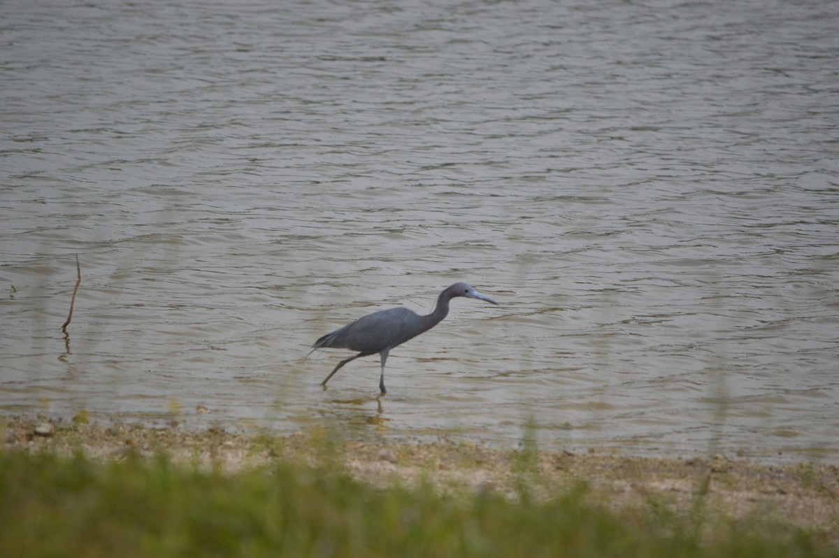 Little Blue Heron - ML617609415