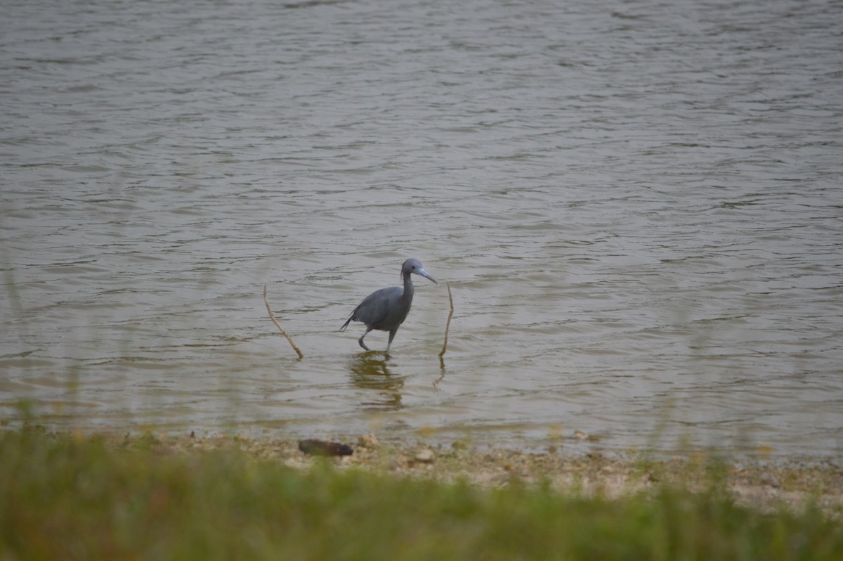 Little Blue Heron - ML617609416