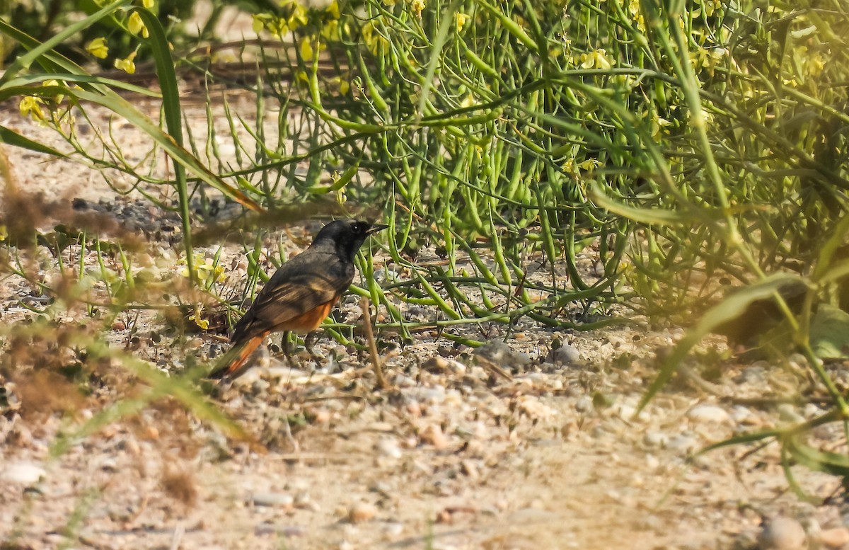 Black Redstart - ML617609487