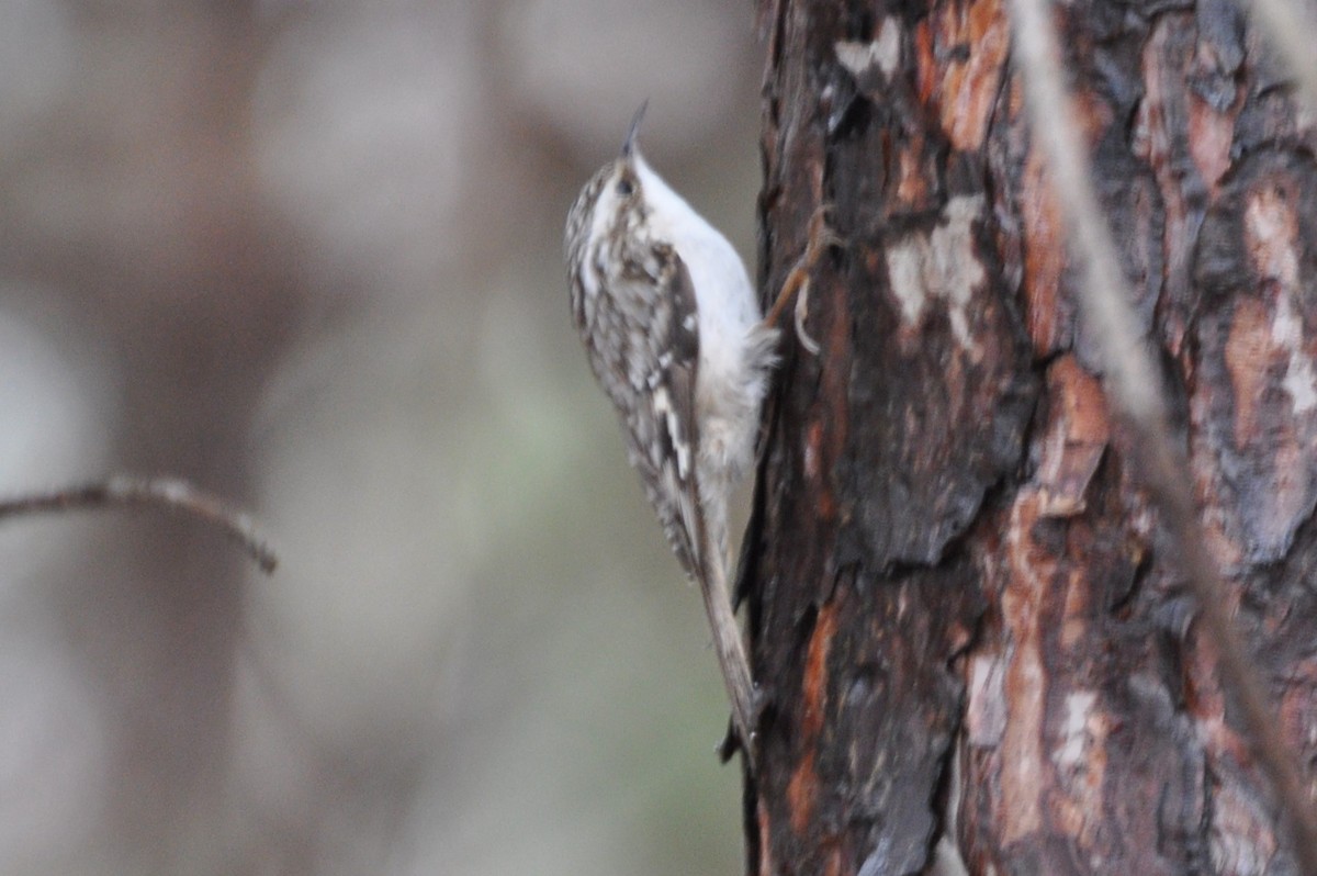 Brown Creeper - Rebecca Rogge