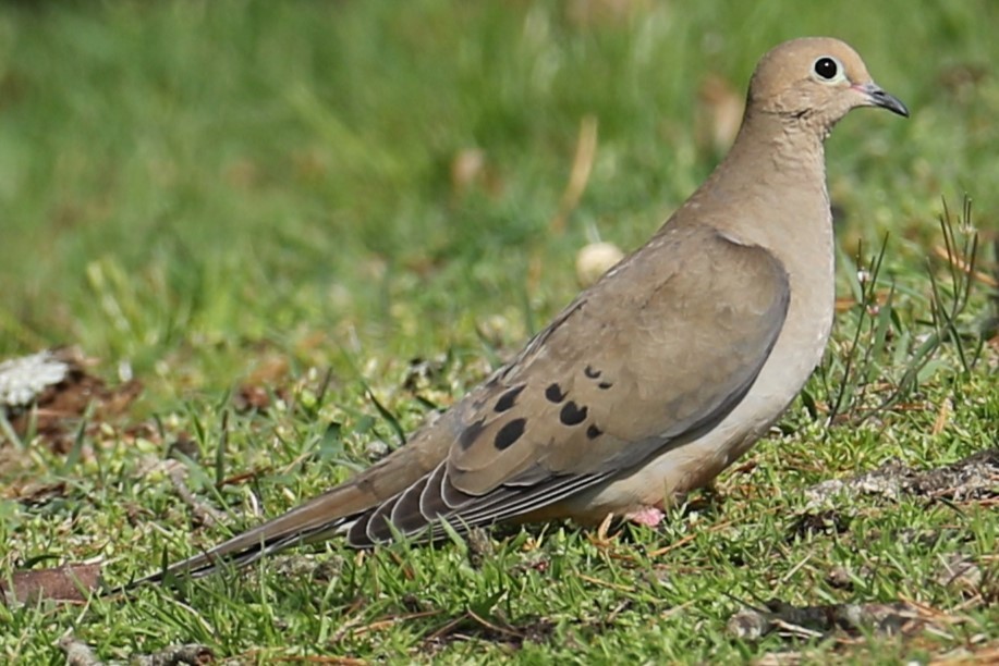 Mourning Dove - michael vedder