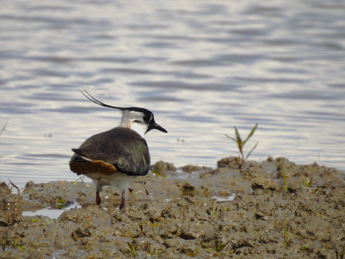 Northern Lapwing - ML617609523