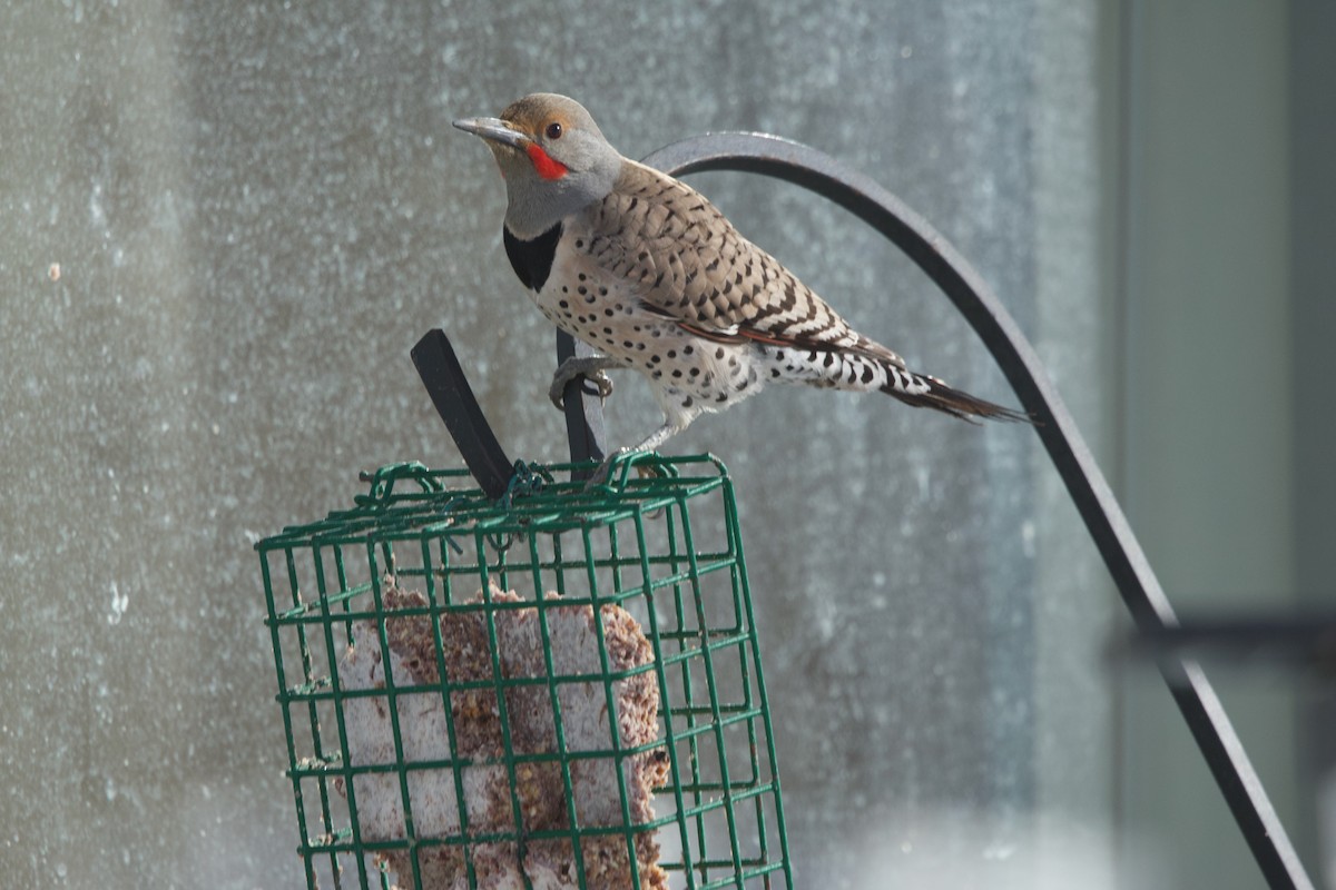 Northern Flicker (Red-shafted) - ML617609529