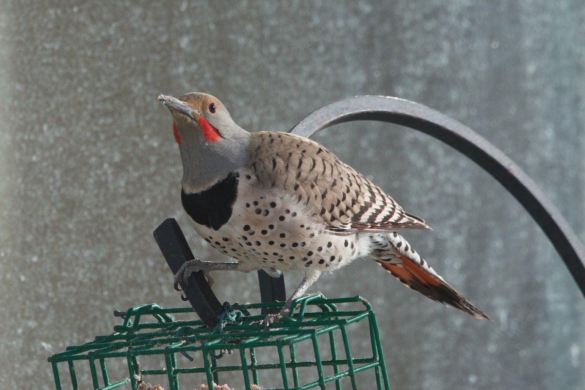 Northern Flicker (Red-shafted) - ML617609540