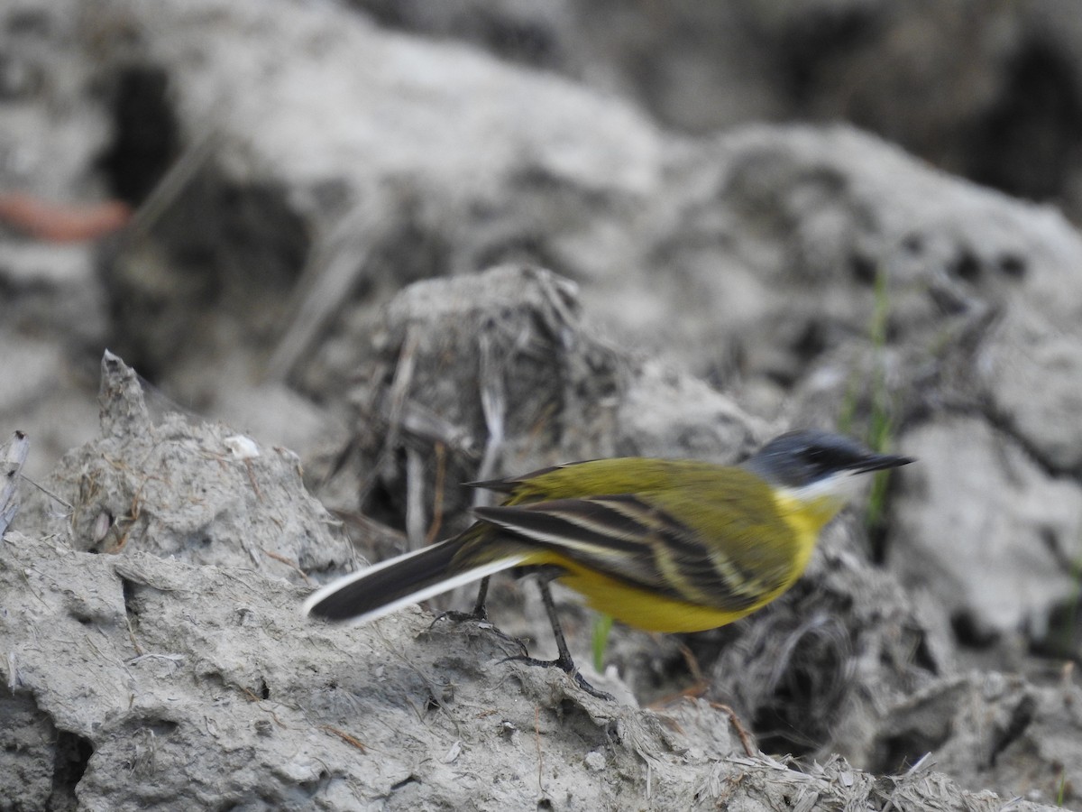 Western Yellow Wagtail - ML617609577