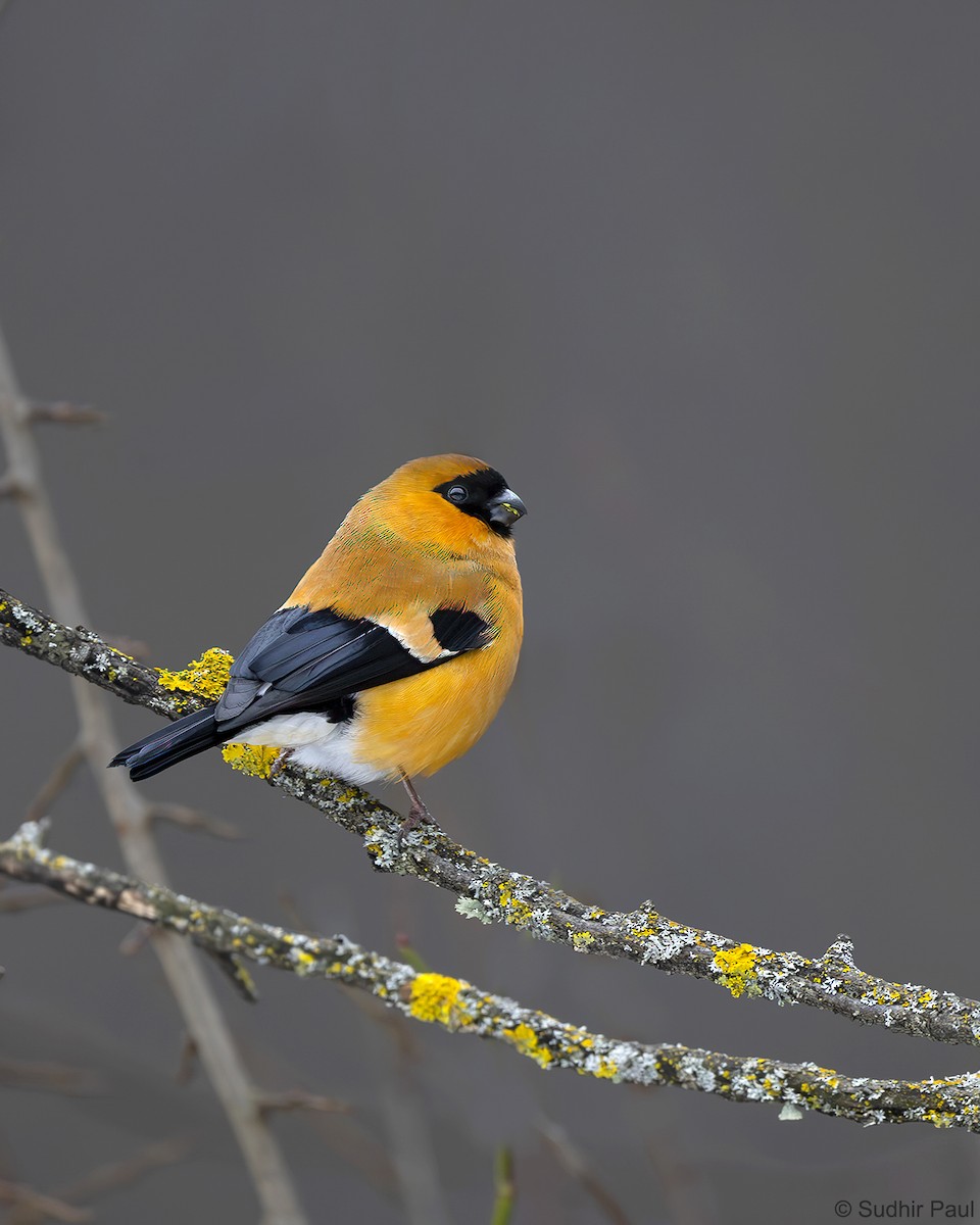 Orange Bullfinch - Sudhir Paul