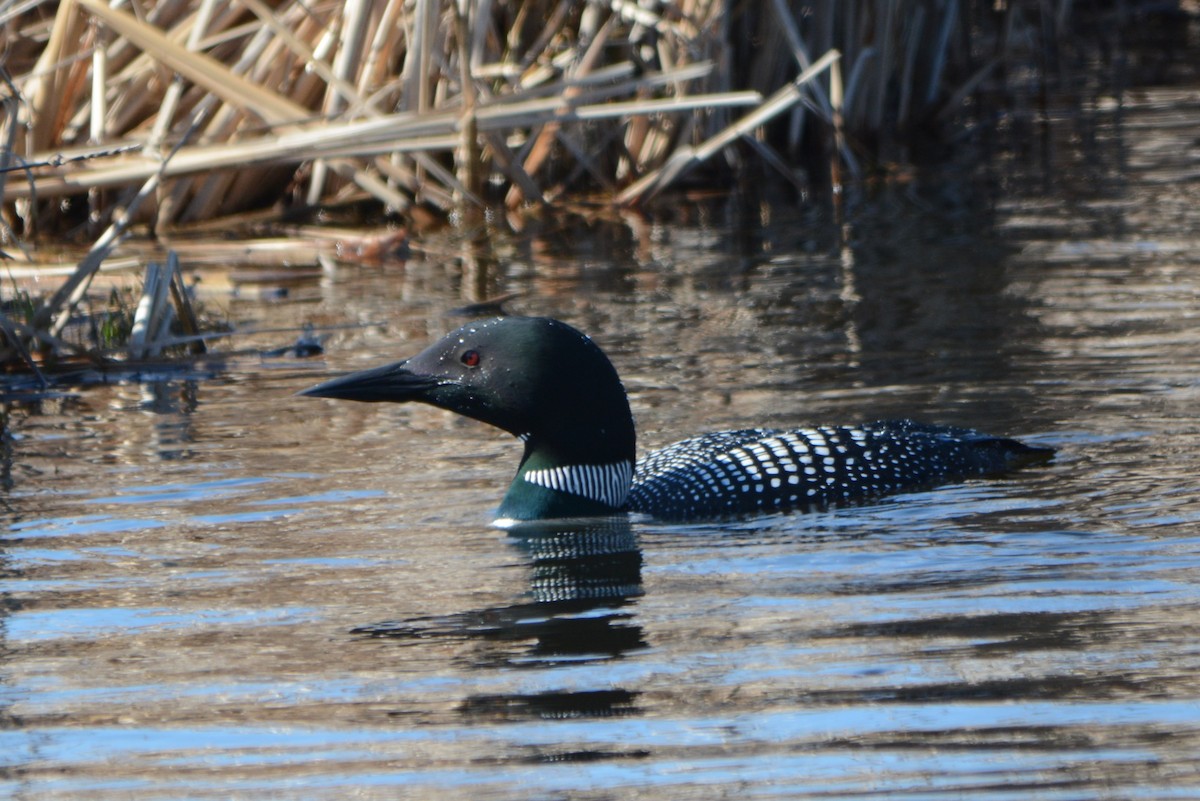 Common Loon - Steve Mierzykowski