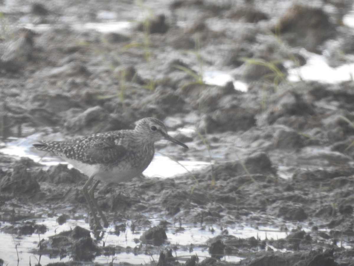 Wood Sandpiper - Fabio Marcolin