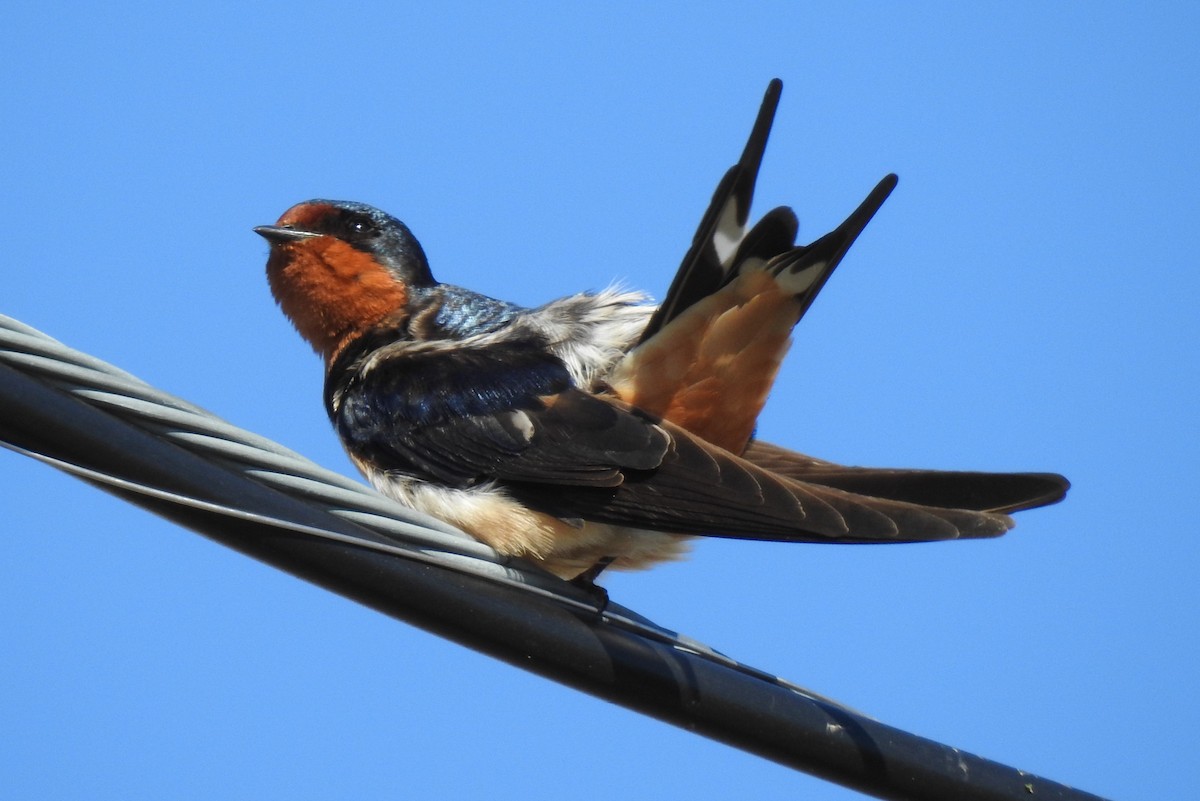 Golondrina Común - ML617609613