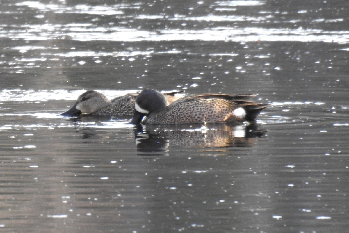 Blue-winged Teal - ML617609632