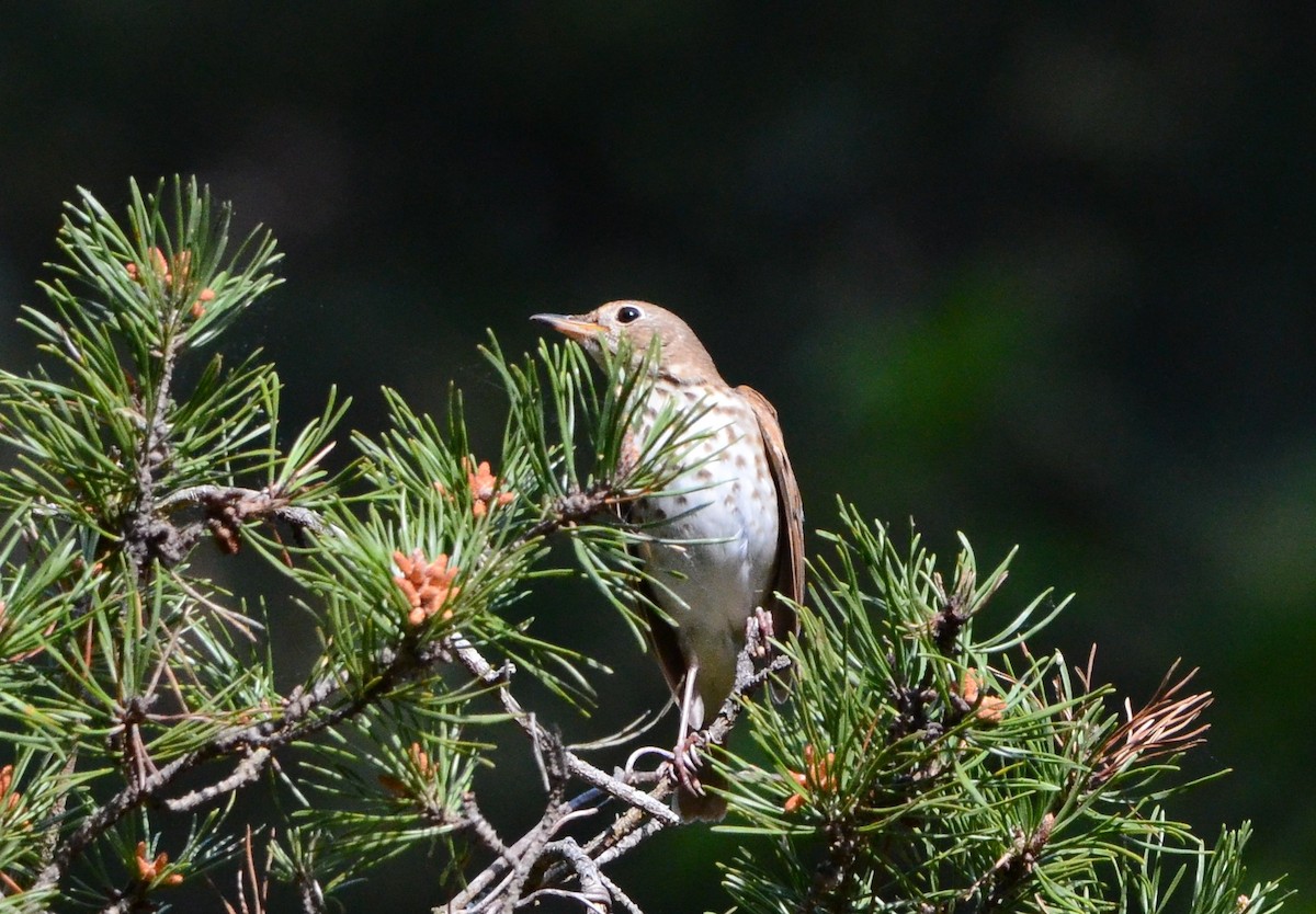 Hermit Thrush - ML617609661