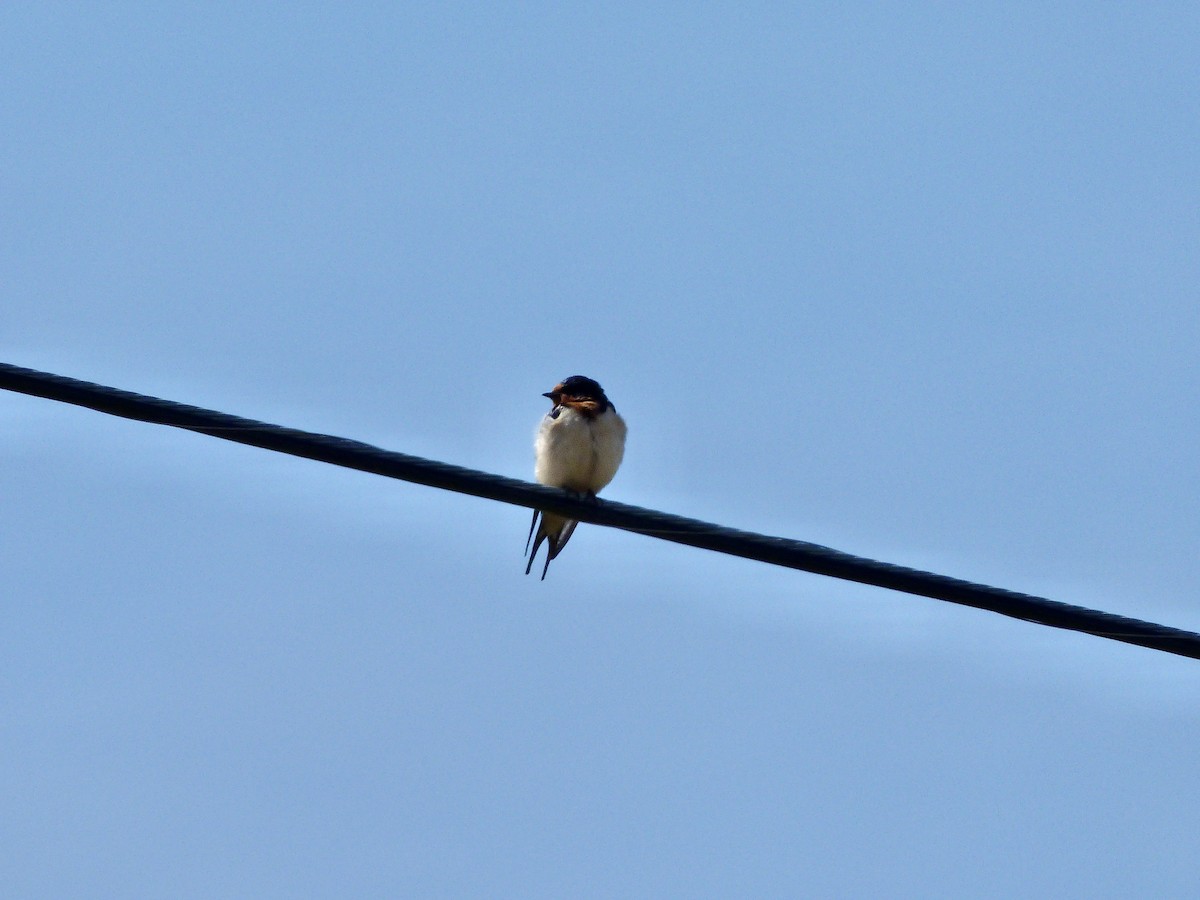 Barn Swallow - ML617609707