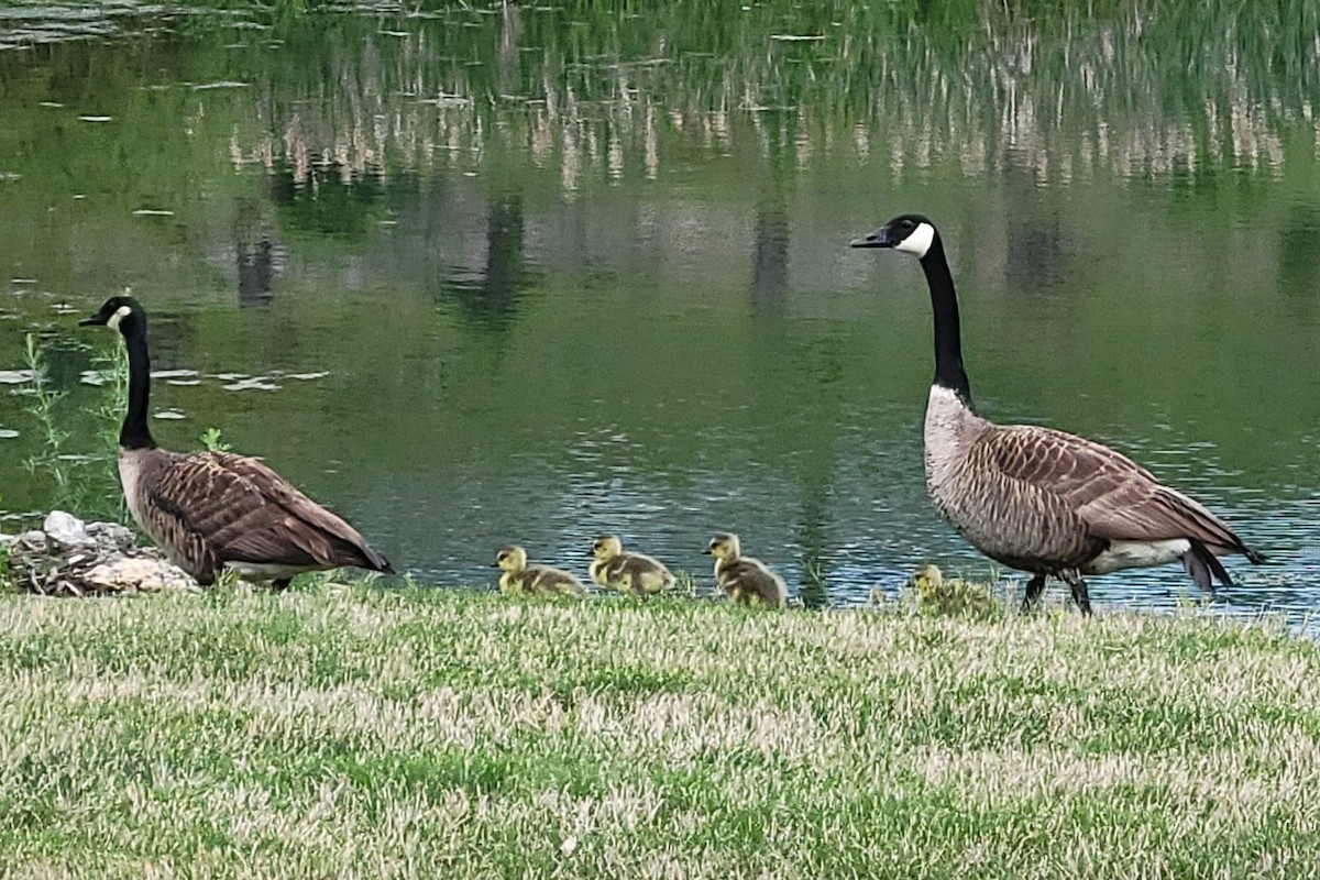 Canada Goose - ML617609749