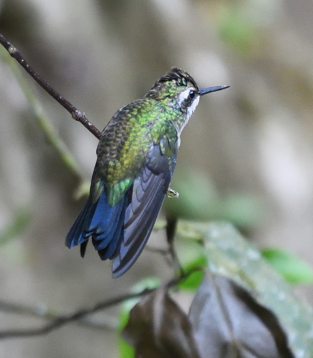 Colibri à gorge pourprée - ML617609751