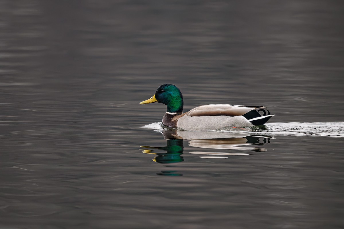 Mallard - ML617609761