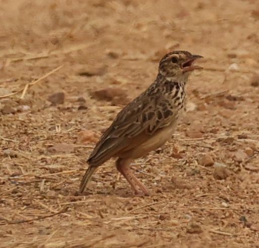 Indochinese Bushlark - Andrey Plaksin