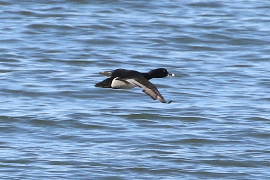 Ring-necked Duck - Willy Hutcheson