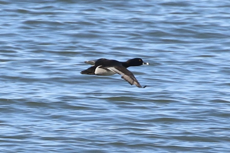 Ring-necked Duck - ML617609819