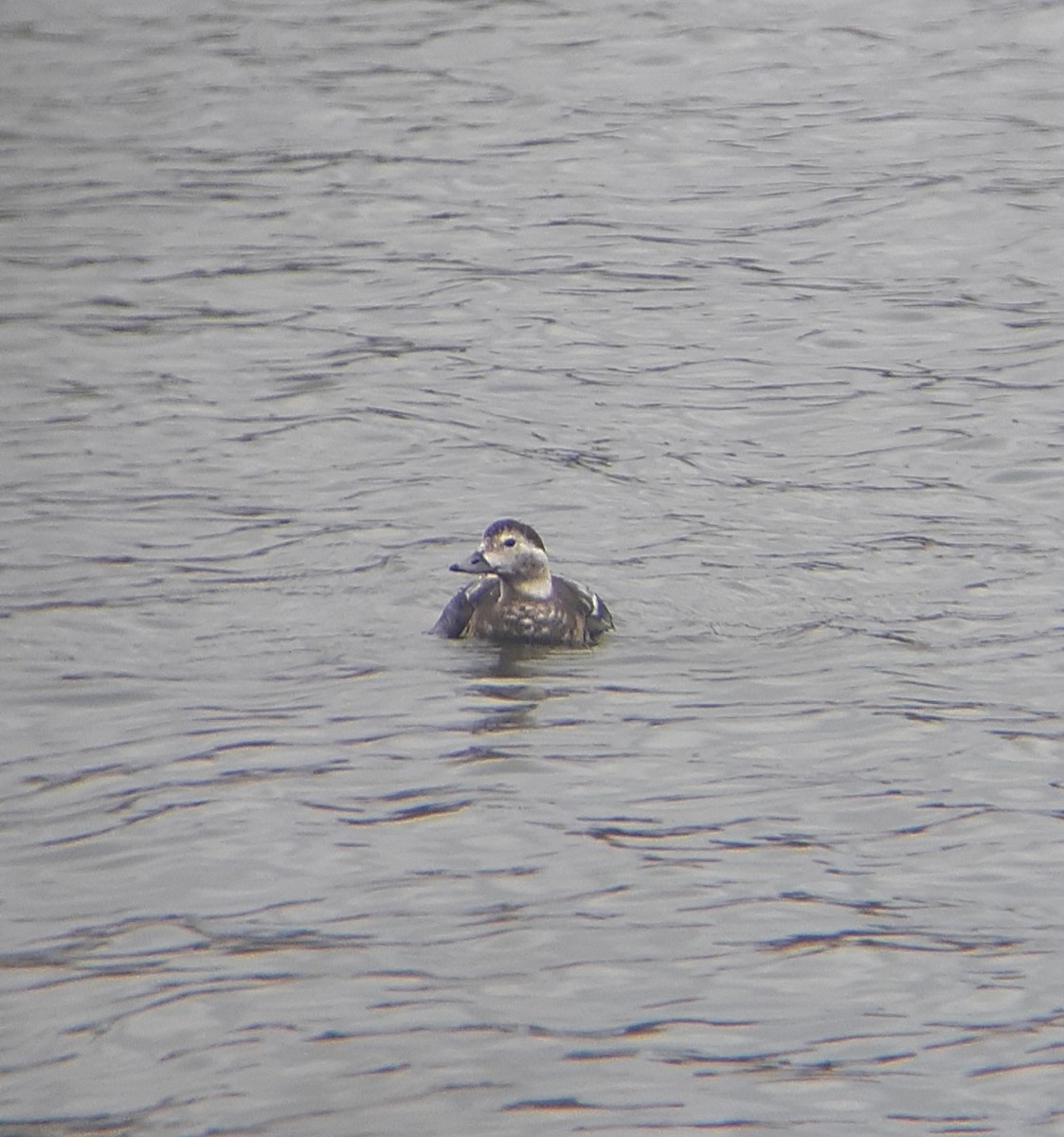 Moretta codona - ML617609833