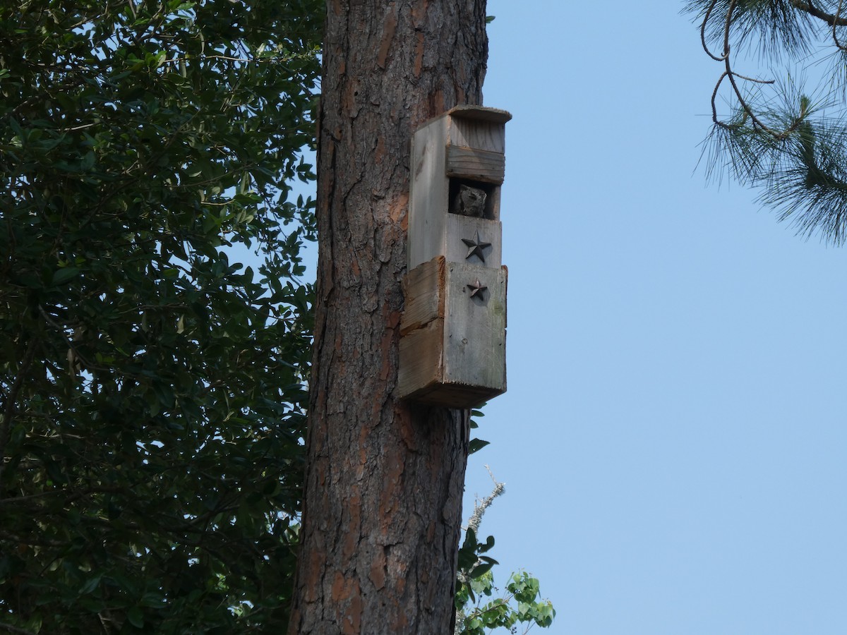 Eastern Screech-Owl - John Faber