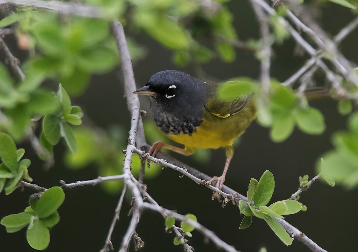 MacGillivray's Warbler - ML617609852