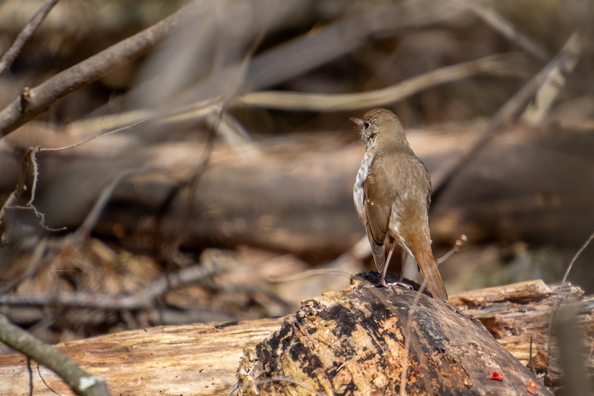 Hermit Thrush - Roger Roy