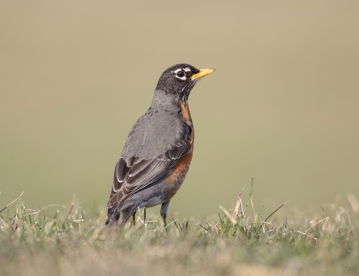 American Robin - ML617609932