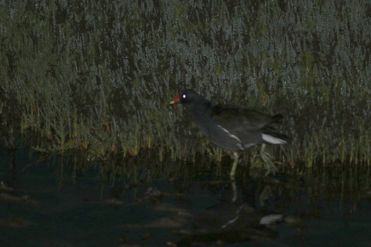 Common Gallinule - Matt Sadowski