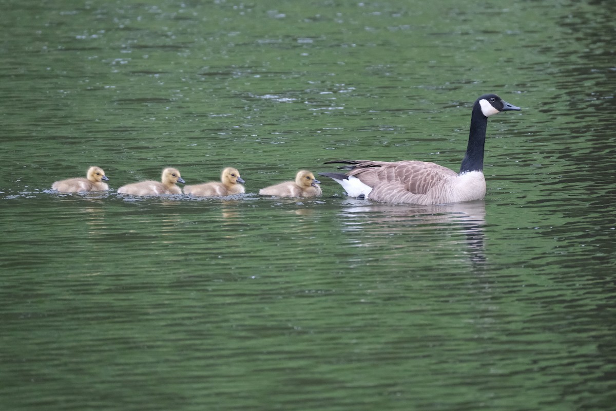 Canada Goose - ML617609959