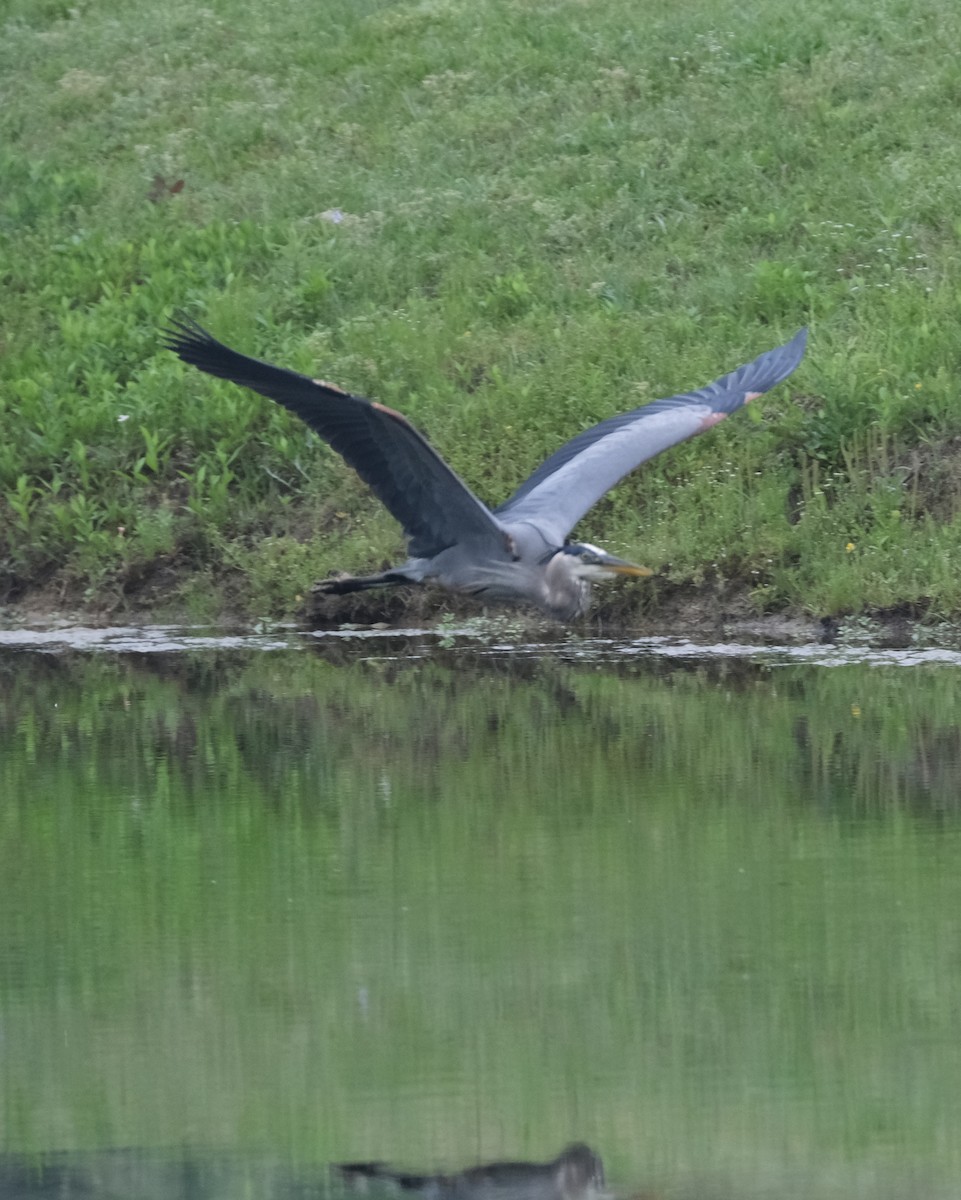 Great Blue Heron - ML617609973