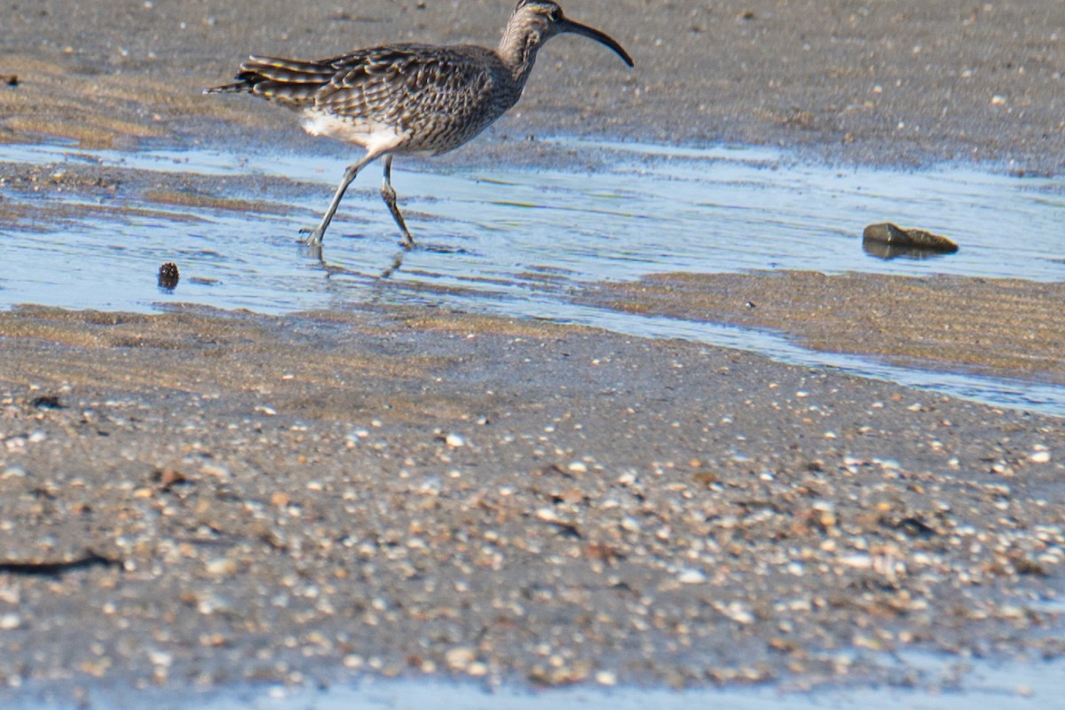 Whimbrel - Ashok Kolluru